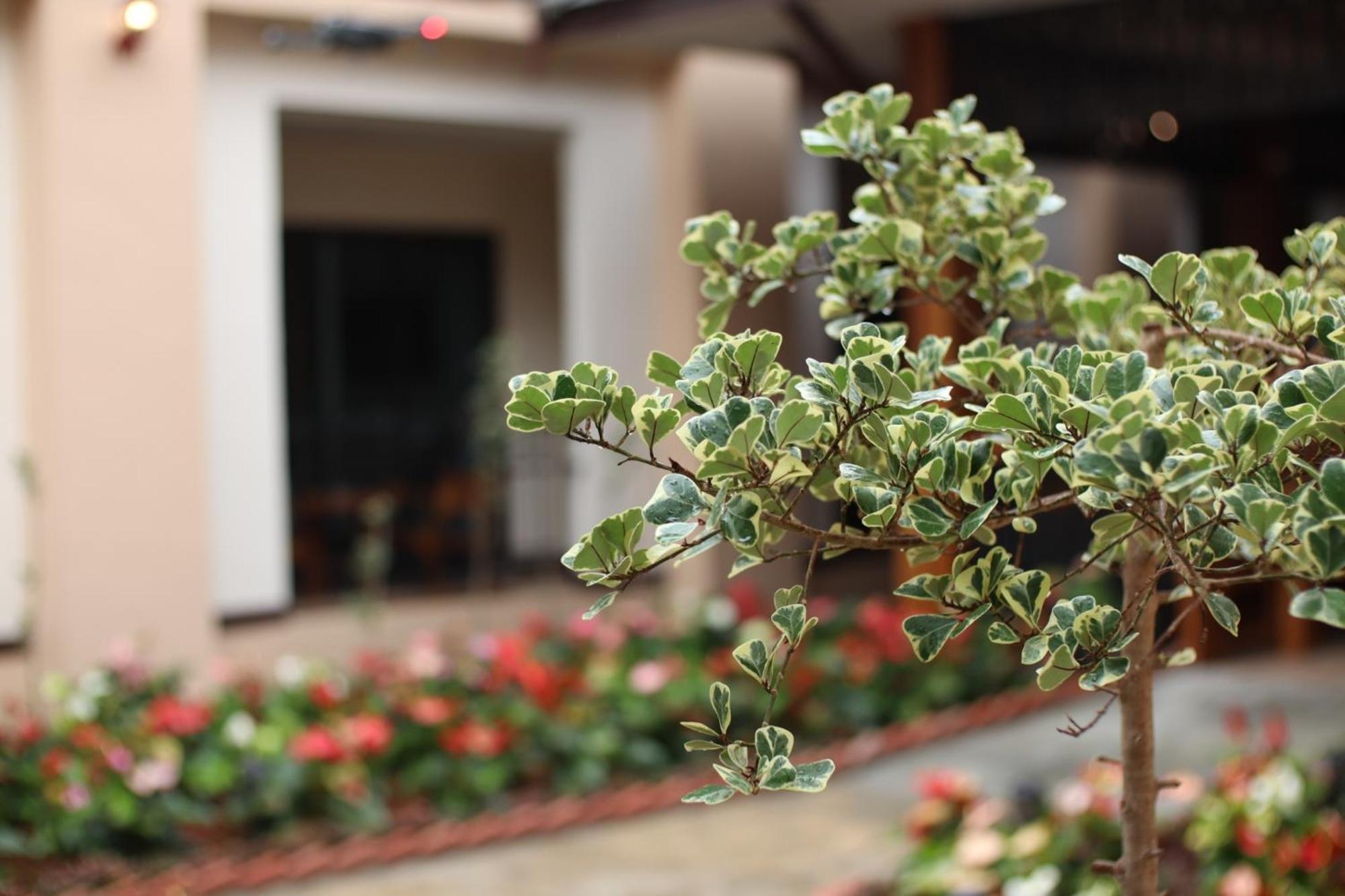 Peacock De Pai Hotel Екстериор снимка